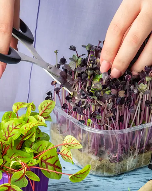 Microgreen Growing, Harvesting, and Eating