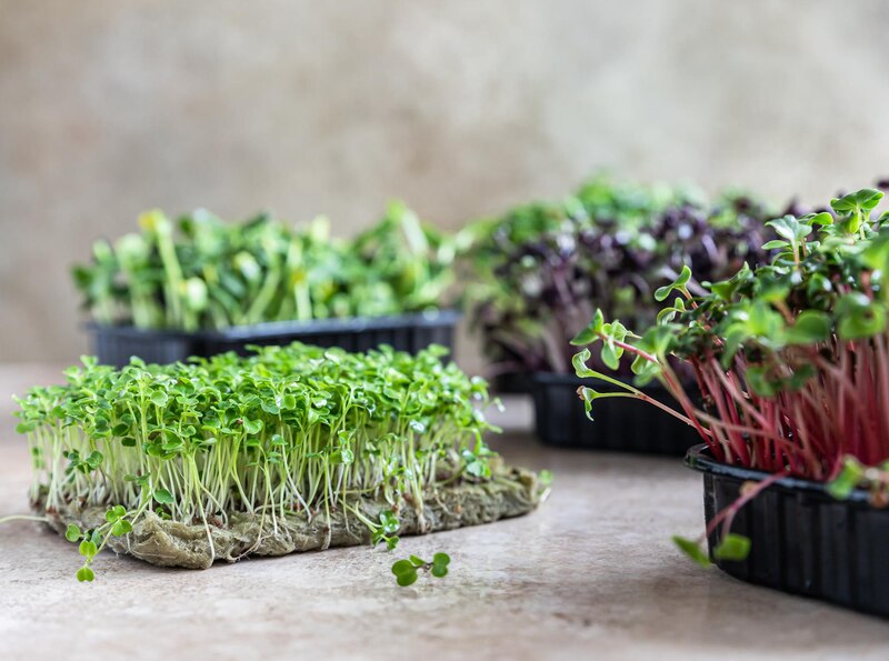 Microgreen Growing, Harvesting, and Eating